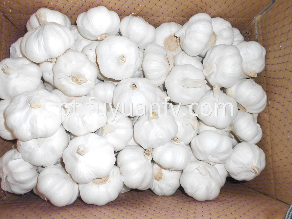 pure white garlic 6.0cm 2